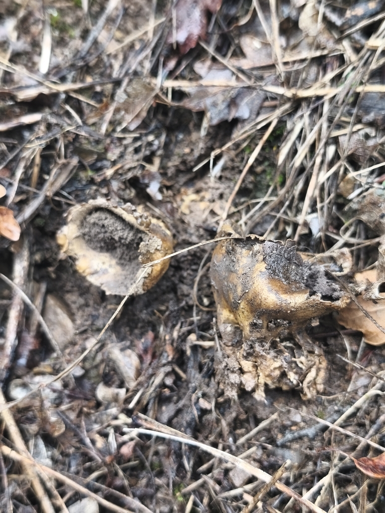 Scleroderma verrucosum · January 2026 · photo: © mycototor (iNaturalist, cc-by)