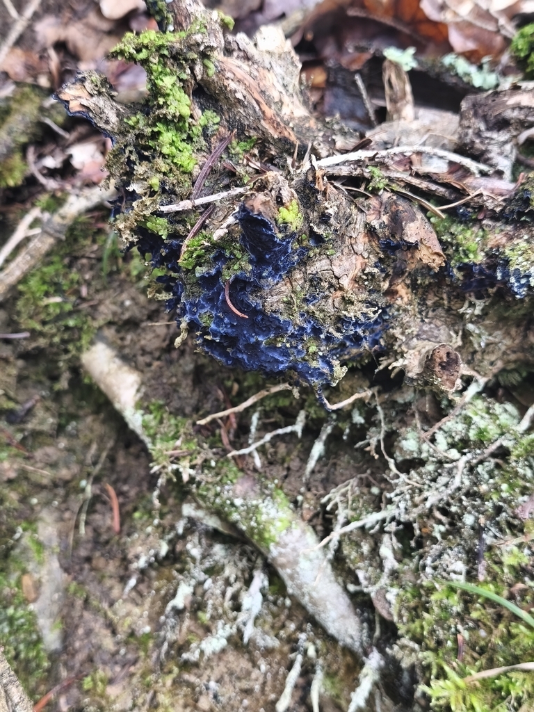 Terana coerulea · January 2026 · photo: © mycototor (iNaturalist, cc-by)