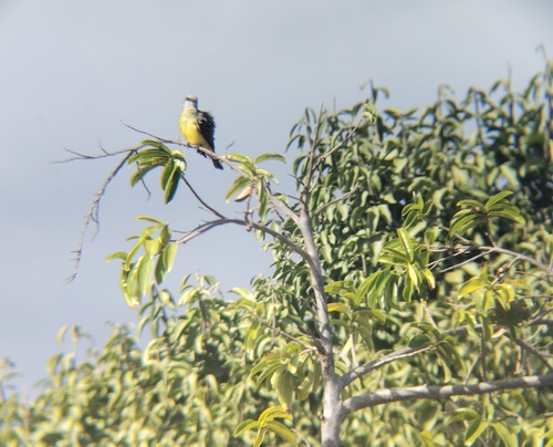 Tropical Kingbird