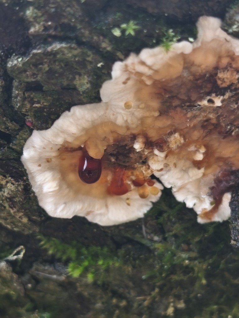 Stereum gausapatum · January 2026 · photo: © mycototor (iNaturalist, cc-by)