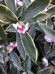 Daphne odora marginata