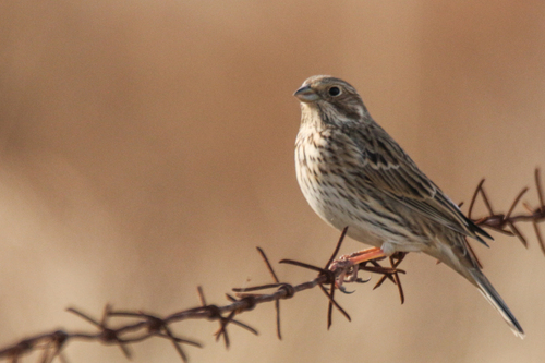 Corn Bunting (Emberiza calandra), photo 4