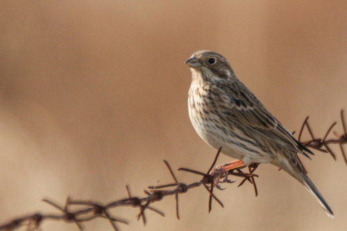 Corn Bunting (Emberiza calandra), photo 5