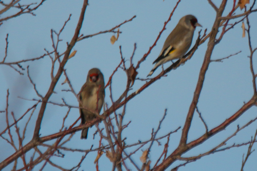 Grey-crowned Goldfinch (Carduelis caniceps), photo 9