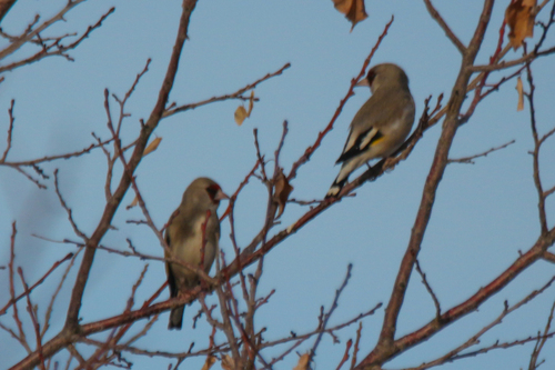 Grey-crowned Goldfinch (Carduelis caniceps), photo 10