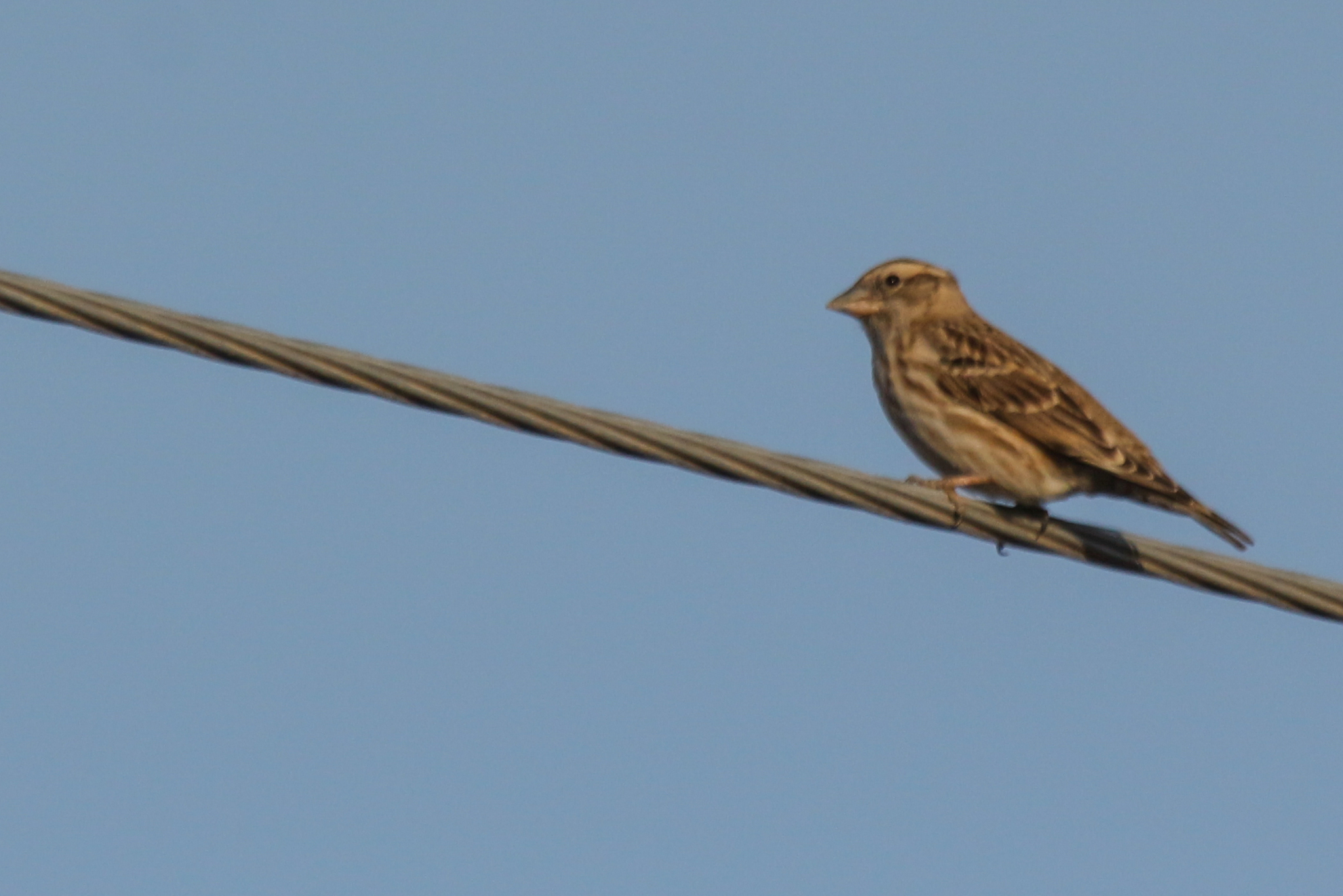 Rock Sparrow (Petronia petronia), photo 3
