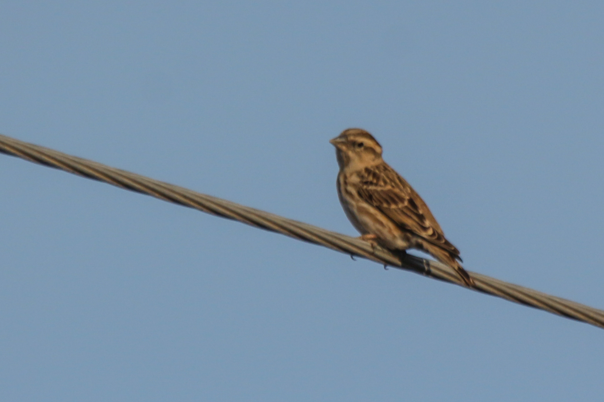 Rock Sparrow (Petronia petronia), photo 4