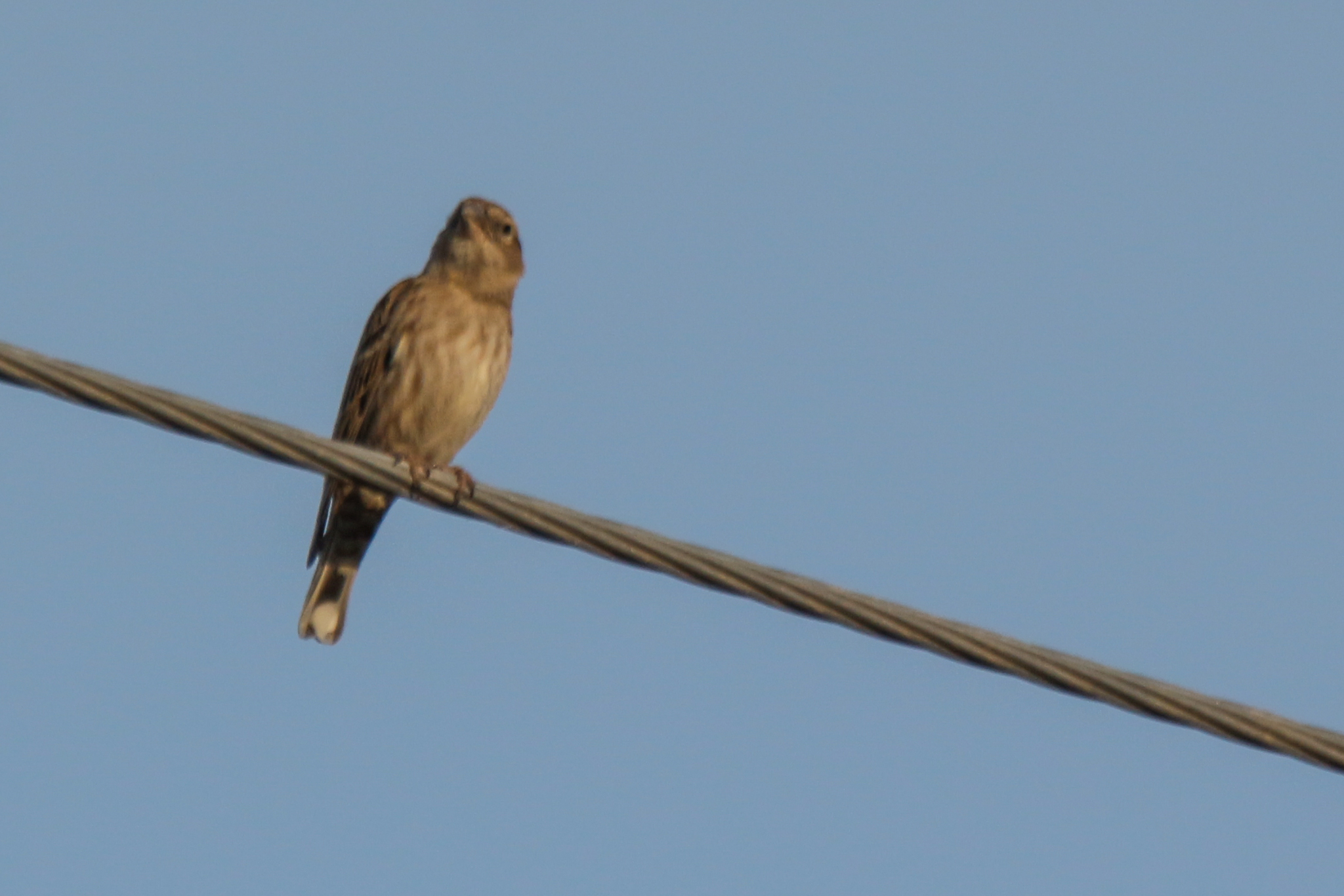 Rock Sparrow (Petronia petronia), photo 5