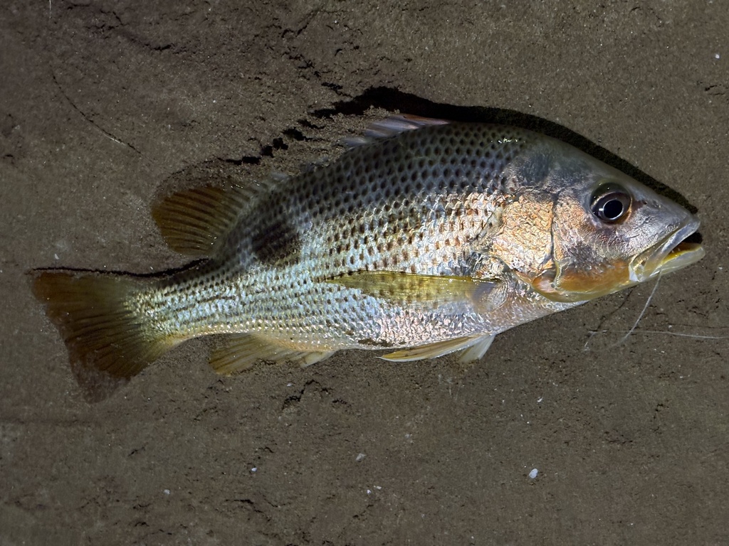 Johns snapper (Lutjanus johnii) — Lutjanidae
