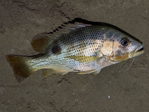 Big-scaled bream (Lutjanus johnii) — Lutjanidae