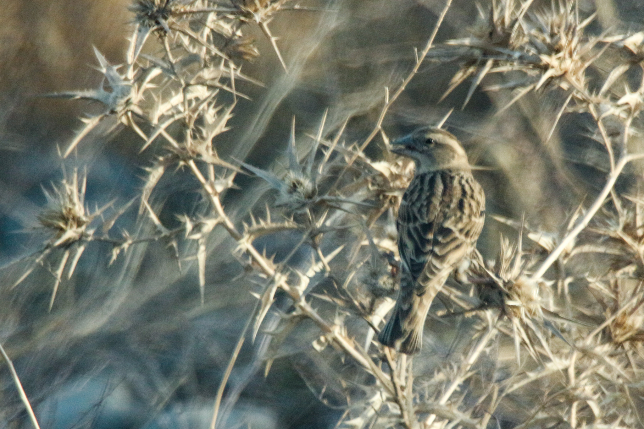 Rock Sparrow (Petronia petronia), photo 8