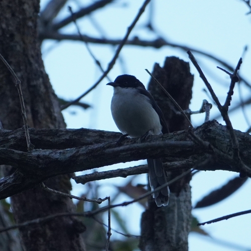 Dark-backed Sibia (Heterophasia melanoleuca), photo 5