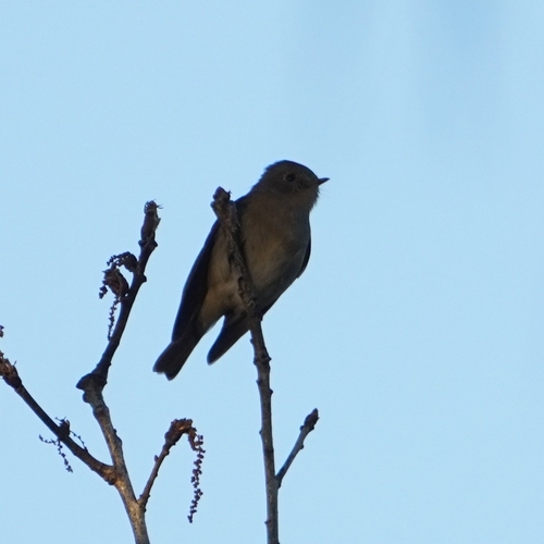 Slaty-backed Flycatcher (Ficedula erithacus), photo 5