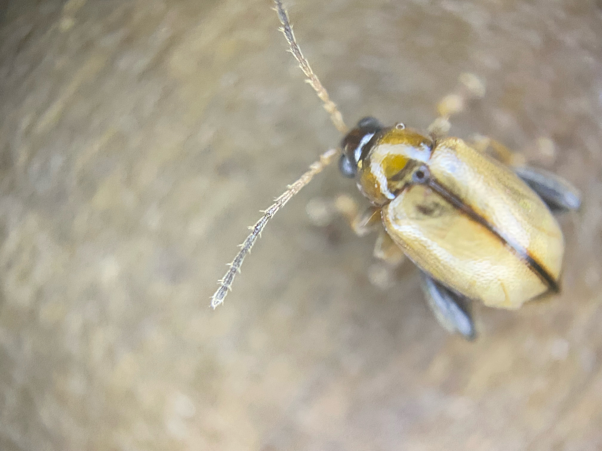 Psylliodes affinis