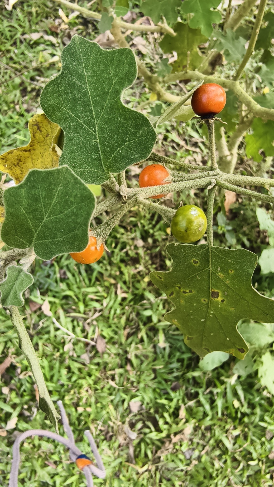 Solanum violaceum — ảnh 2