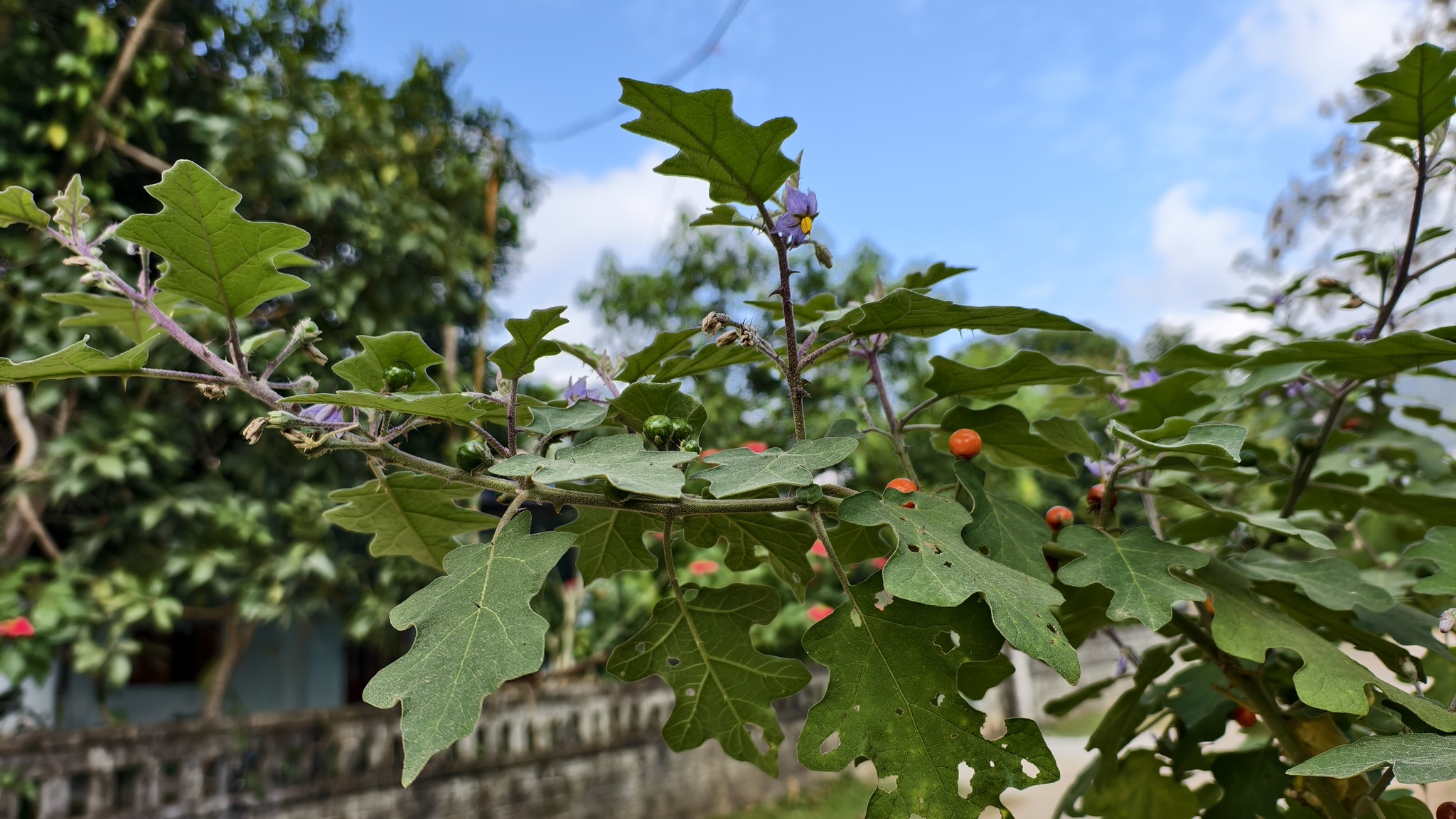 Solanum violaceum — ảnh 3