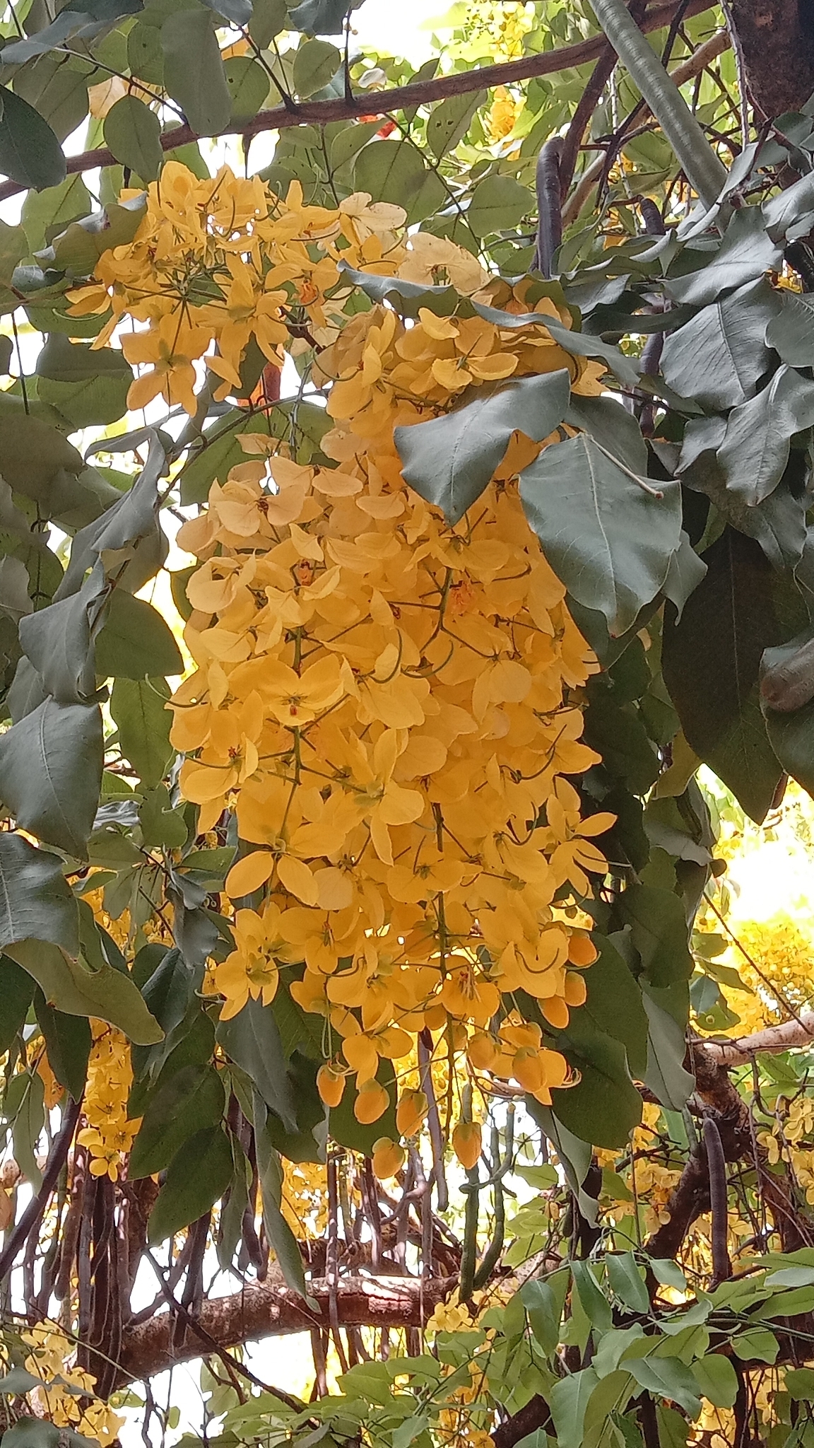 Cassia fistula