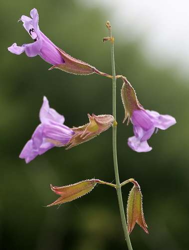 Oasis Sage (Salvia margaritae)