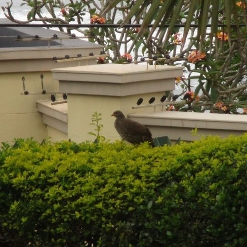 Natal Spurfowl (Pternistis natalensis), photo 7