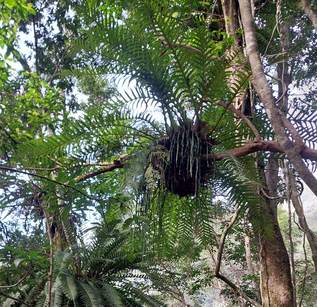 Ổ rồng – Drynaria coronans