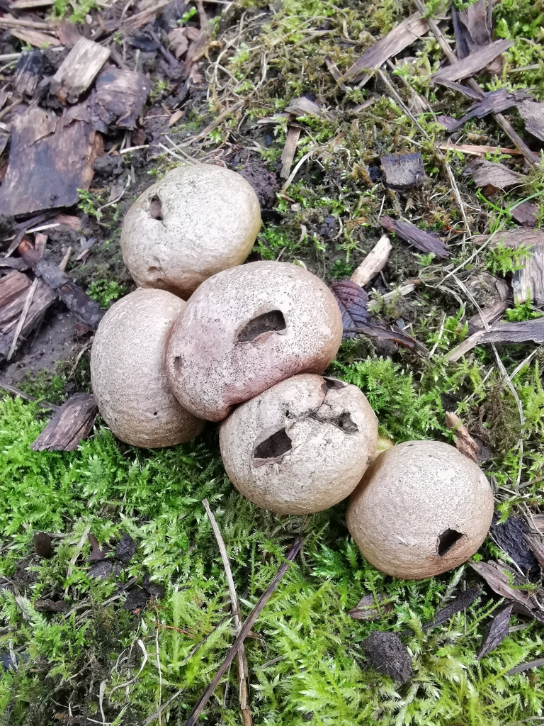 Apioperdon pyriforme · January 2026 · photo: © durhambirder (iNaturalist, cc0)