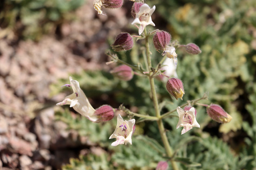 Salvia tianschanica