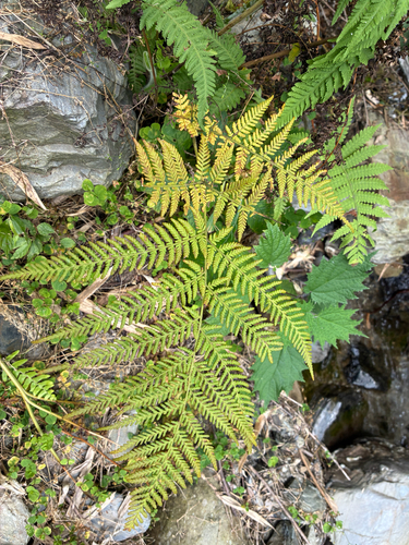 Hypolepis tenuifolia observed 2026-01-21
