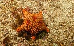 Amphiaster insignis