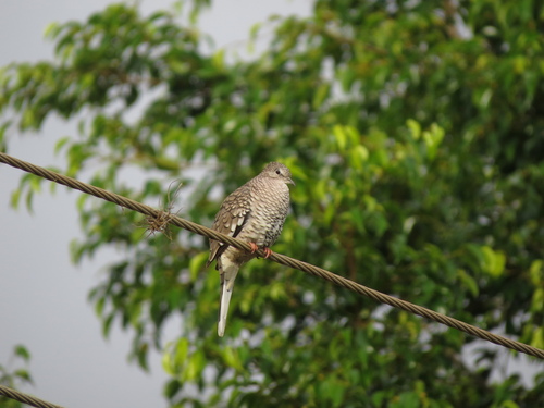 Scaled Dove (Columbina squammata), photo 4