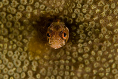 Browncheek Blenny photo 2