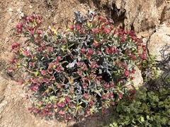 Euphorbia hamata, photograph (c) Charleen Brunke, some rights reserved (CC BY)