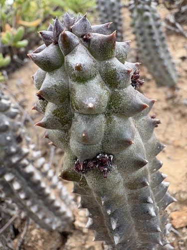 Richtersveld Ghaap (Richtersveldia columnaris)
