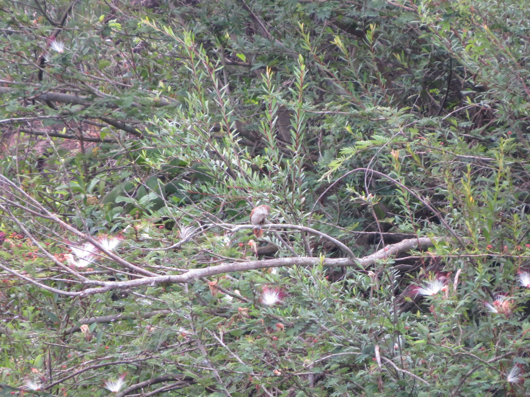 Yellow-chinned Spinetail (Certhiaxis cinnamomeus), photo 6