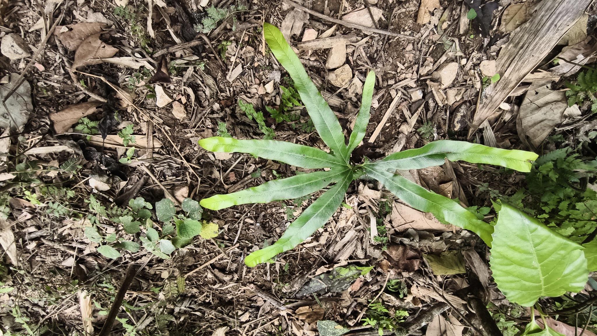 Lygodium circinnatum (Lygodium circinnatum)