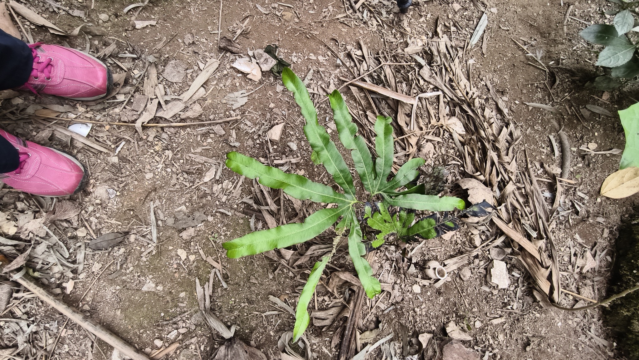 Lygodium circinnatum — ảnh 2