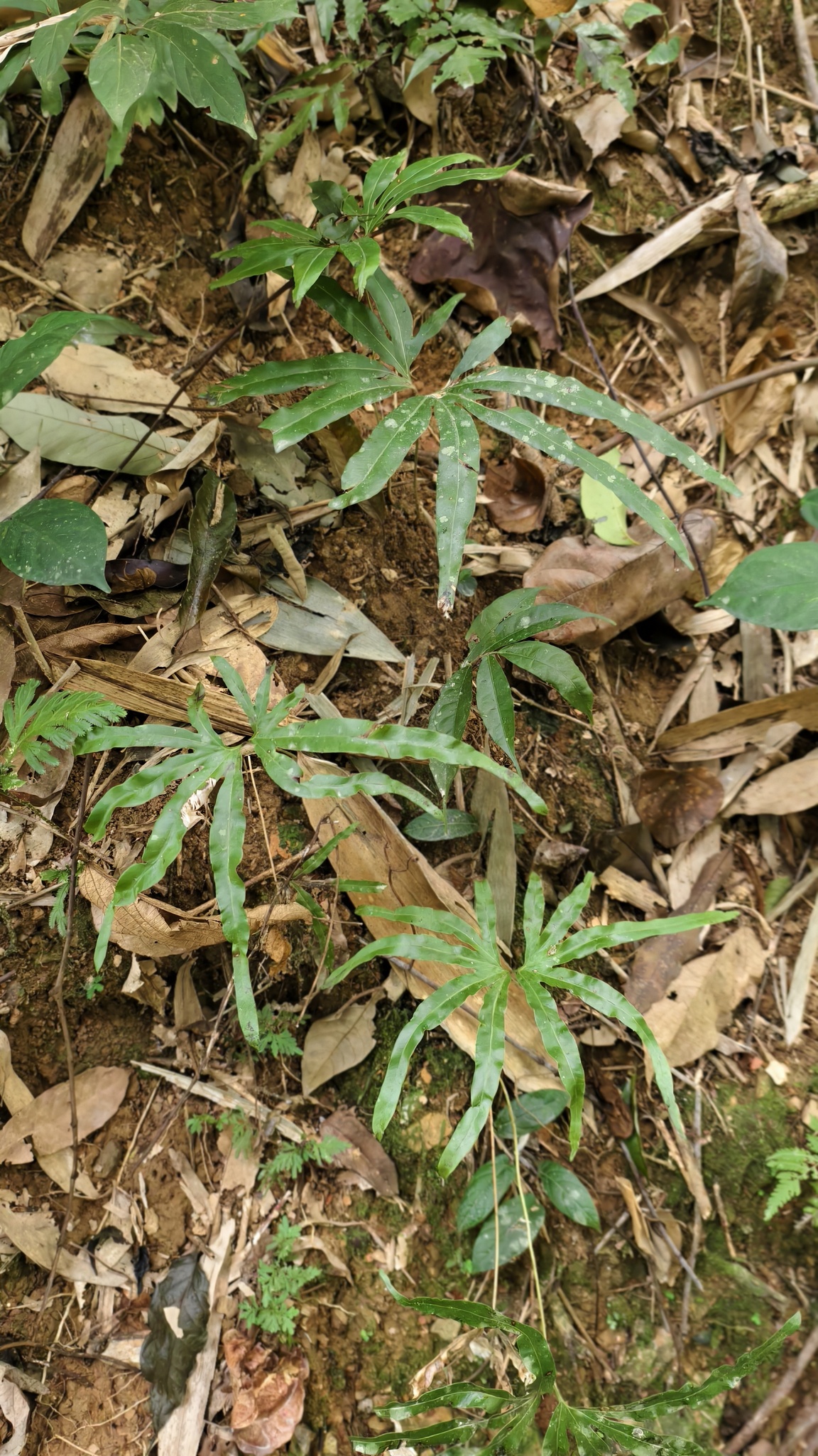 Lygodium circinnatum — ảnh 3