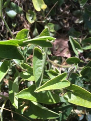 Aristolochia quercetorum