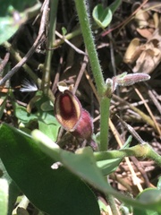 Aristolochia quercetorum