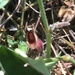 Aristolochia quercetorum - Photo (c) Danielle Carlock, μερικά δικαιώματα διατηρούνται (CC BY-NC), uploaded by Danielle Carlock