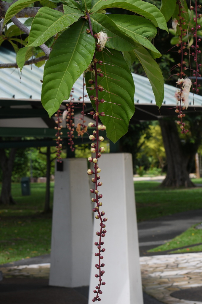 cây lộc vừng – Barringtonia racemosa