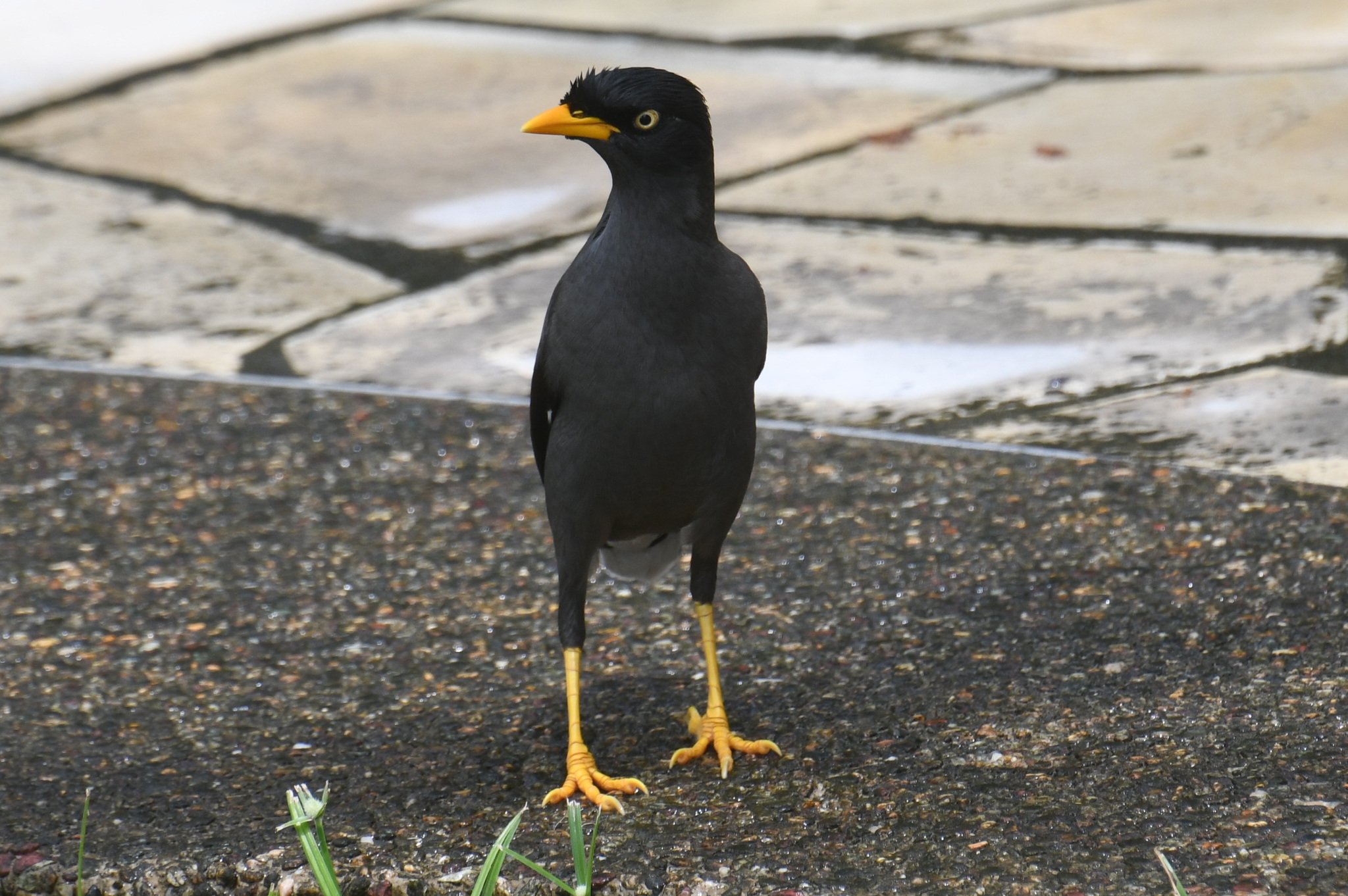 Javan Myna (Acridotheres javanicus), photo 5