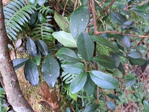Embelia laeta, photograph 6