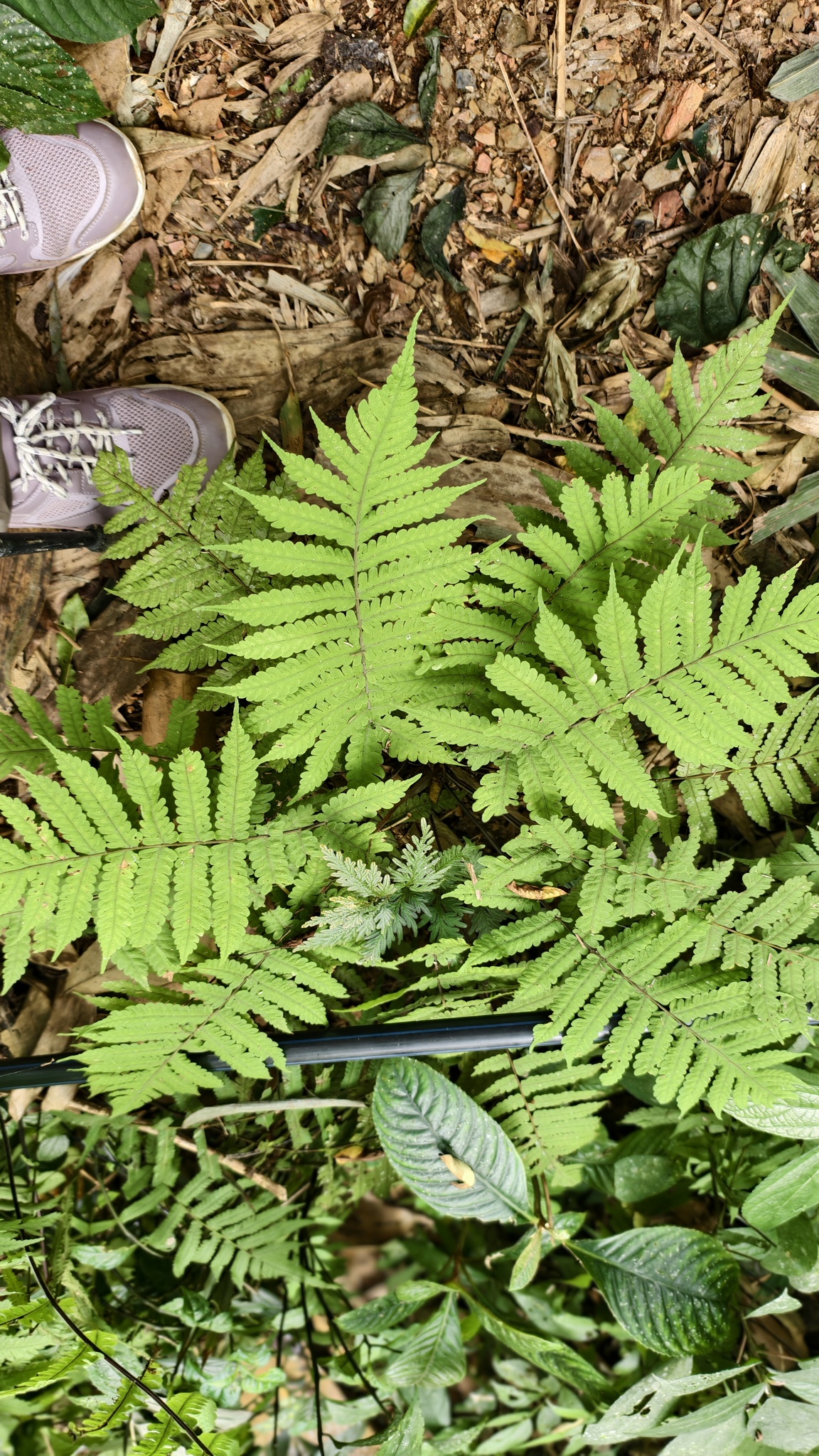 Christella parasitica — ảnh 2