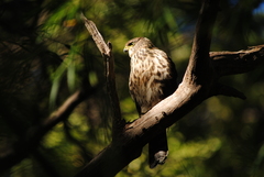 Accipiter chilensis