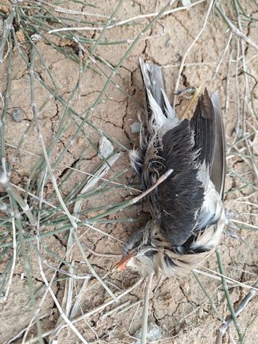 Red-billed Starling