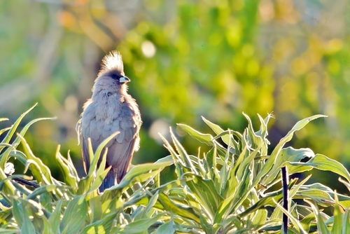 White-backed Mousebird (Colius colius)