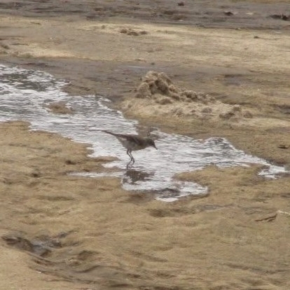 Cape Wagtail (Motacilla capensis), photo 7