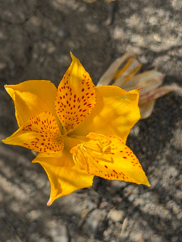 Alstroemeria esteparica (Alstroemeria esteparica)