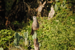Chunga burmeisteri