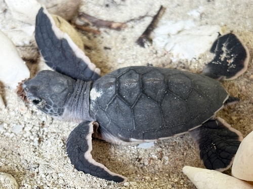 Chelonia mydas